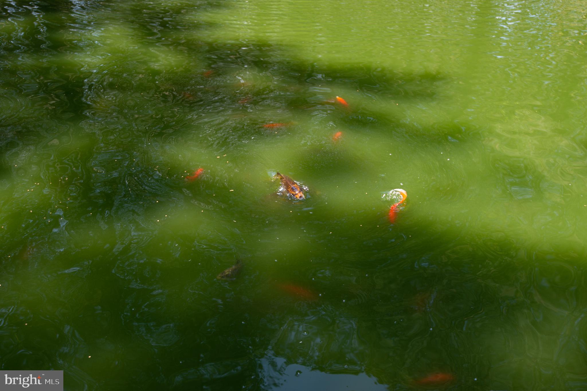 8452 Harmony Road Denton, MD 21629 - Photo 36 of 39