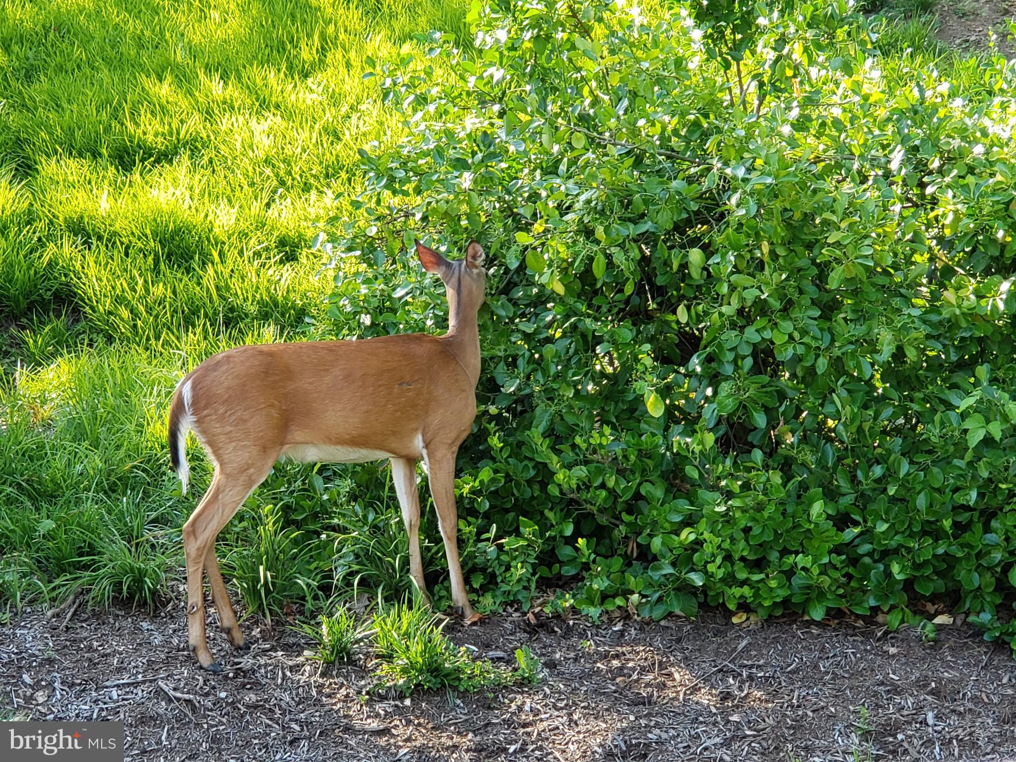 5902 Mt Eagle Drive, Unit 316 Alexandria, VA 22303 - Photo 41 of 46 We love our natural surroundings