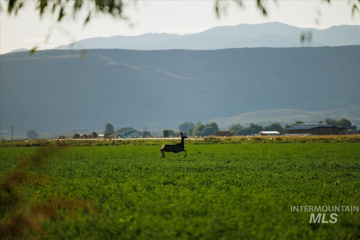3127 Highway 95 Cambridge, ID 83610 - Photo 11 of 49 View of mountain background