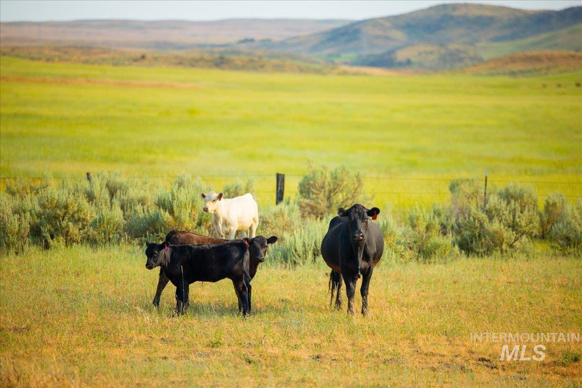 3127 Highway 95 Cambridge, ID 83610 - Photo 29 of 49 Mountain view featuring rural landscape and agricultural land