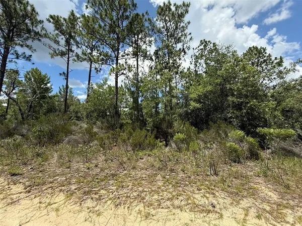 a view of a yard with trees