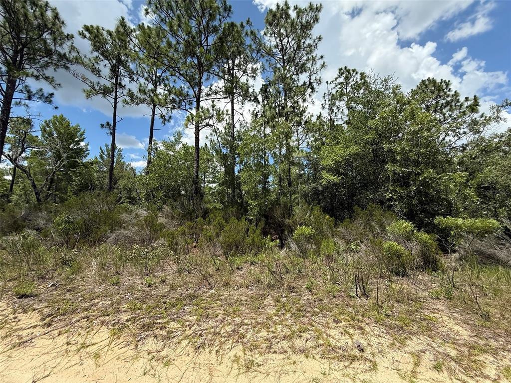 187 Paris Street Interlachen, FL 32148 - Photo 1 of 12 a view of a yard with trees