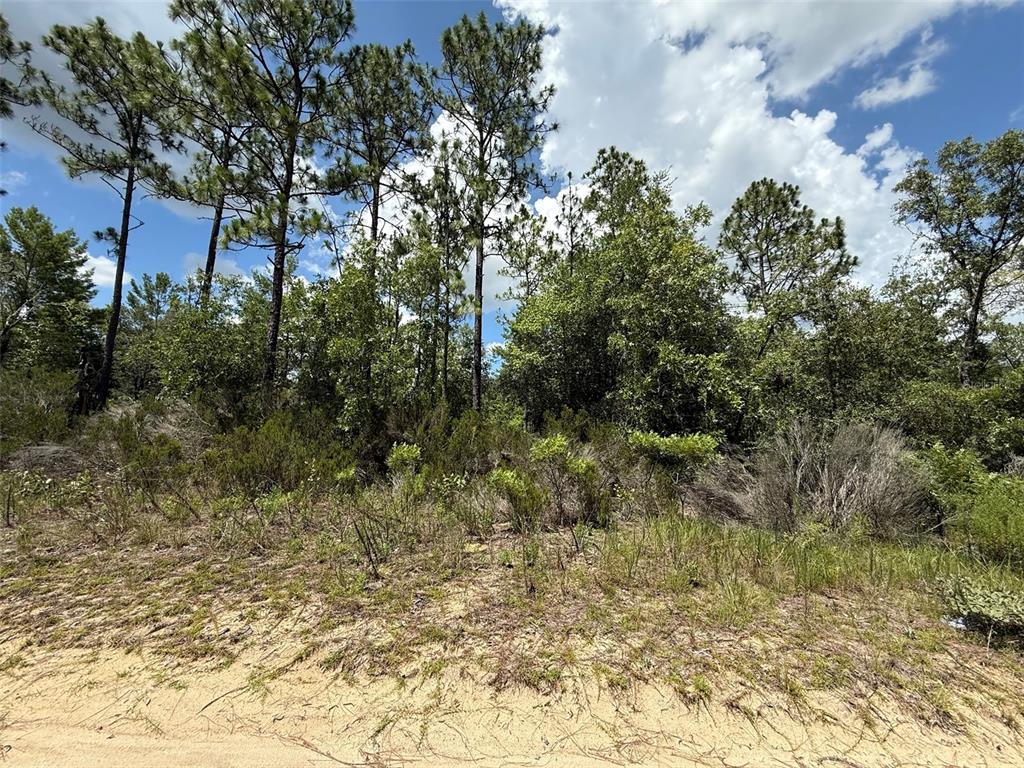 187 Paris Street Interlachen, FL 32148 - Photo 2 of 12 a view of a yard with plants and trees