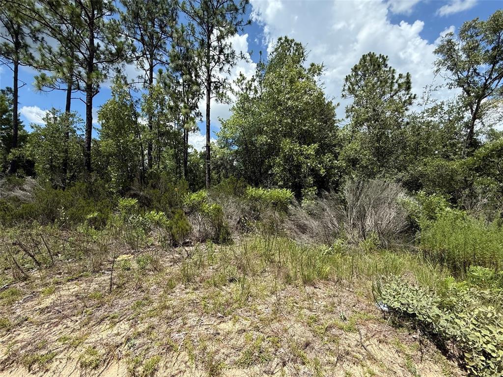 187 Paris Street Interlachen, FL 32148 - Photo 3 of 12 a view of a yard with plants and large trees