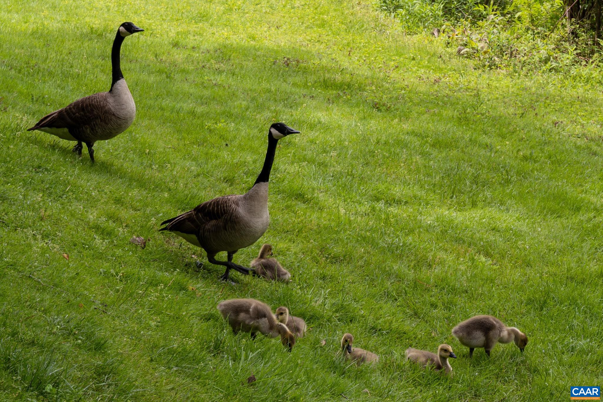 3272 Arbor Trace Charlottesville, VA 22911 - Photo 44 of 46
