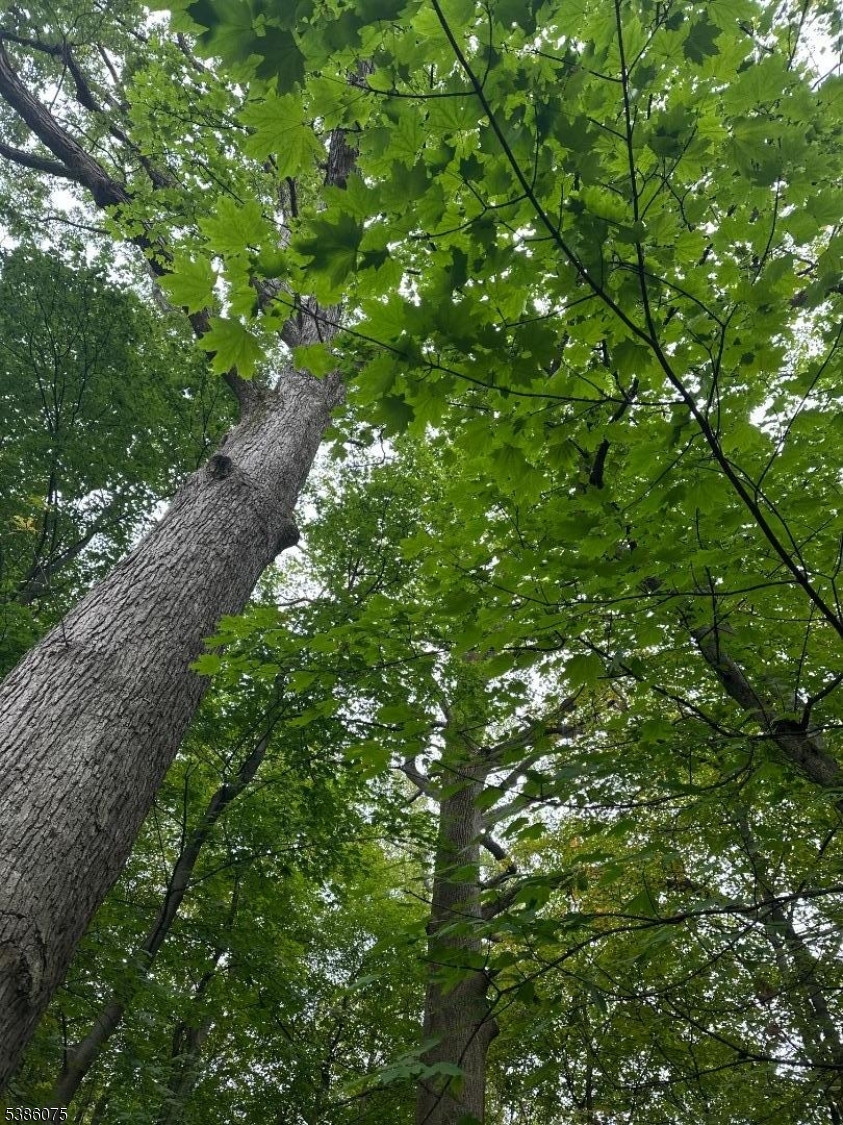 86 Chestnut Street Morristown, NJ 07960 - Photo 2 of 9 a picture of tree