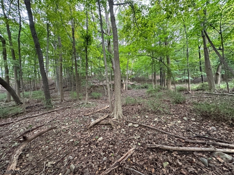 86 Chestnut Street Morristown, NJ 07960 - Photo 5 of 9 a view of a forest filled with trees