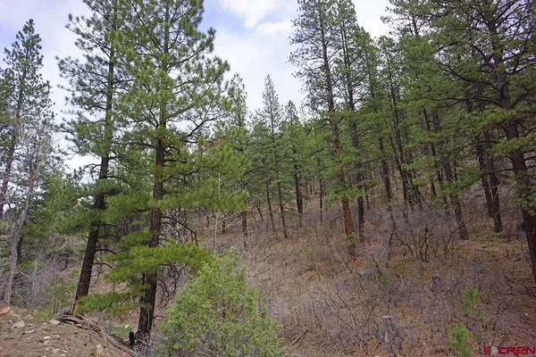 a view of a forest with trees in the background