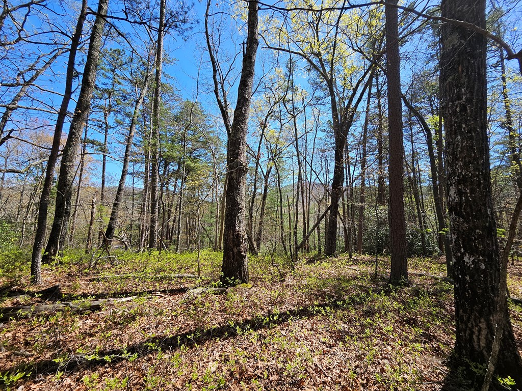 5.2 Deer Crest Road Blue Ridge, GA 30513 - Photo 11 of 66 a backyard of a house with lots of green space