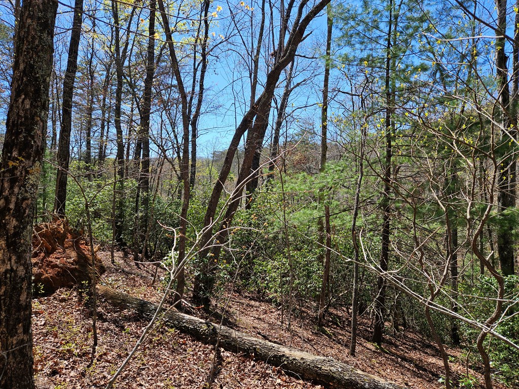 5.2 Deer Crest Road Blue Ridge, GA 30513 - Photo 12 of 66 a backyard of a house with lots of plants and large trees