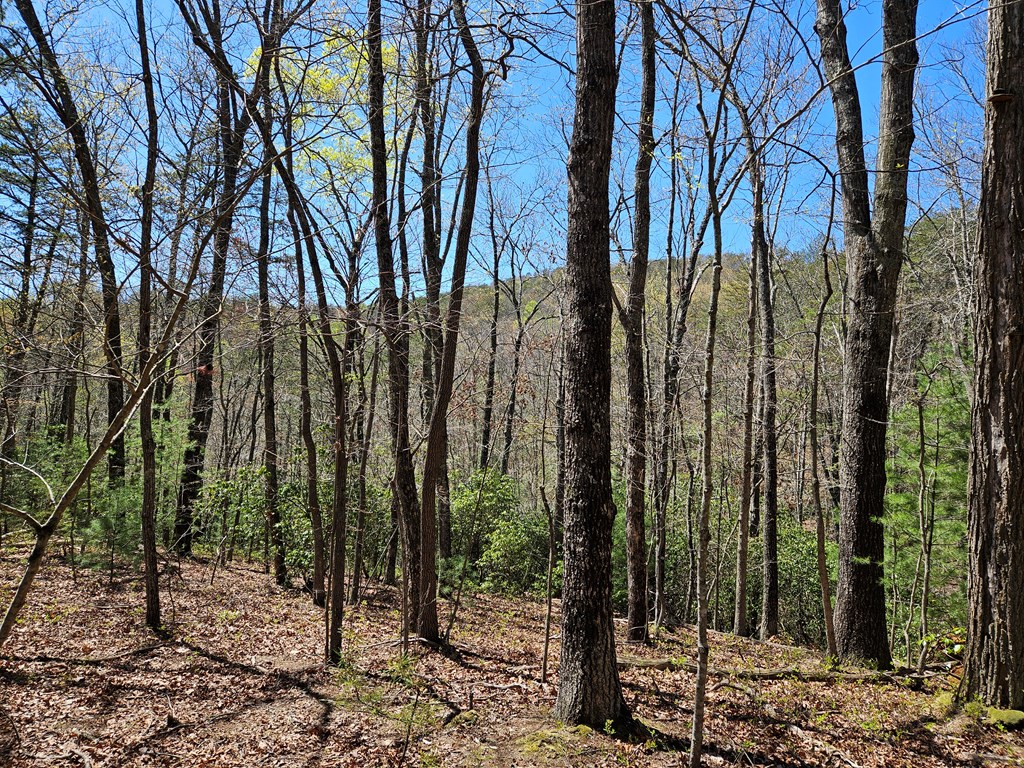 5.2 Deer Crest Road Blue Ridge, GA 30513 - Photo 15 of 66 a view of a forest filled with trees