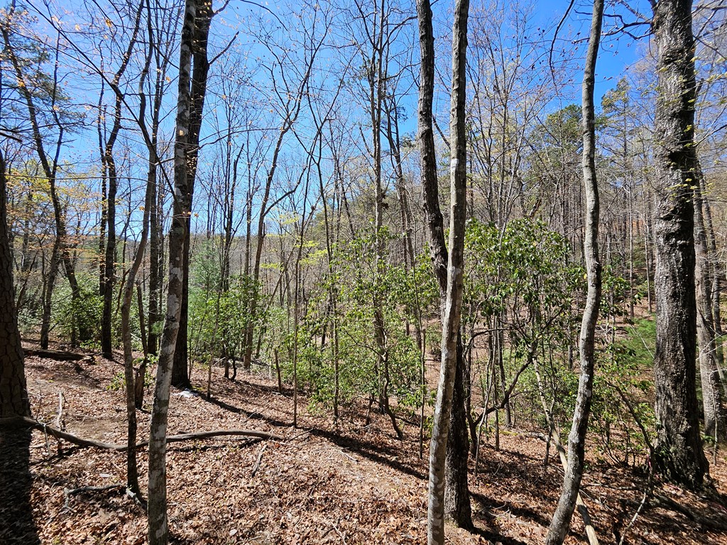 5.2 Deer Crest Road Blue Ridge, GA 30513 - Photo 18 of 66 a view of a forest