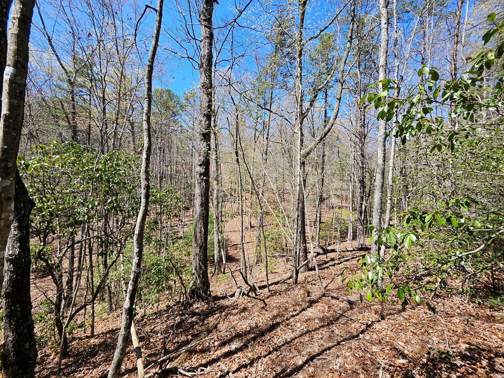 5.2 Deer Crest Road Blue Ridge, GA 30513 - Photo 20 of 66 a view of yard