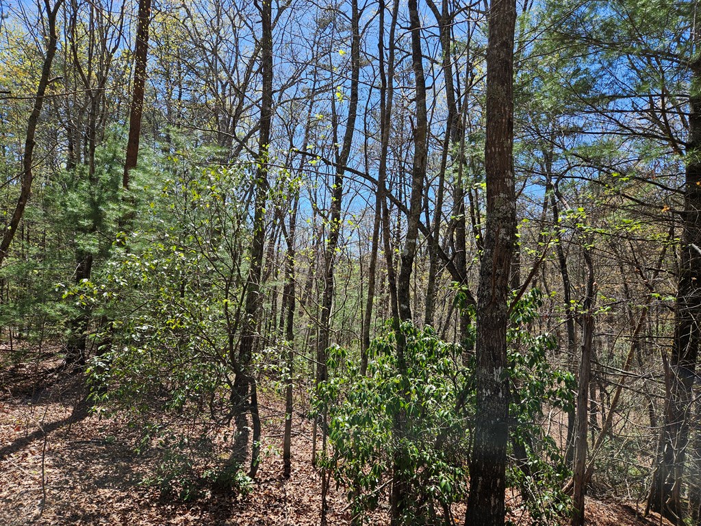 5.2 Deer Crest Road Blue Ridge, GA 30513 - Photo 22 of 66 a view of a yard with plants and trees