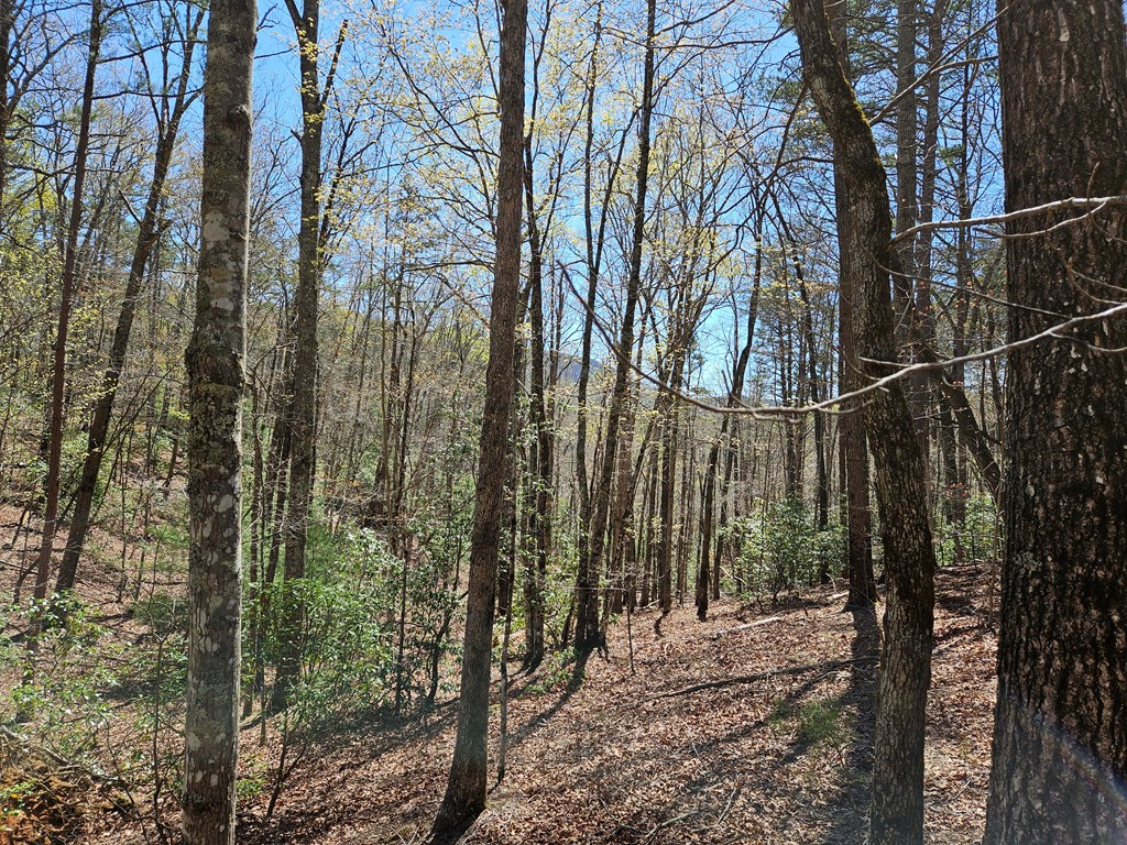 5.2 Deer Crest Road Blue Ridge, GA 30513 - Photo 24 of 66 a view of a yard with plants and trees