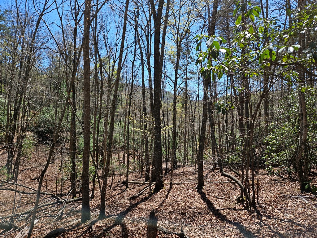5.2 Deer Crest Road Blue Ridge, GA 30513 - Photo 32 of 66 a view of outdoor space with lots of trees