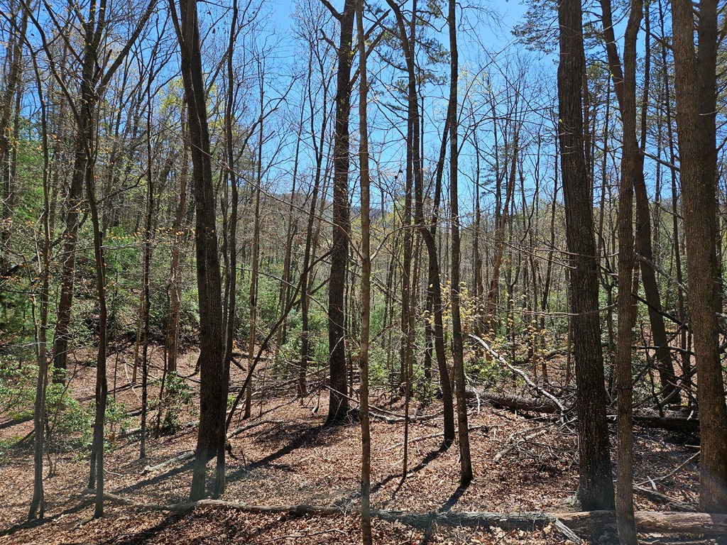 5.2 Deer Crest Road Blue Ridge, GA 30513 - Photo 34 of 66 a view of forest
