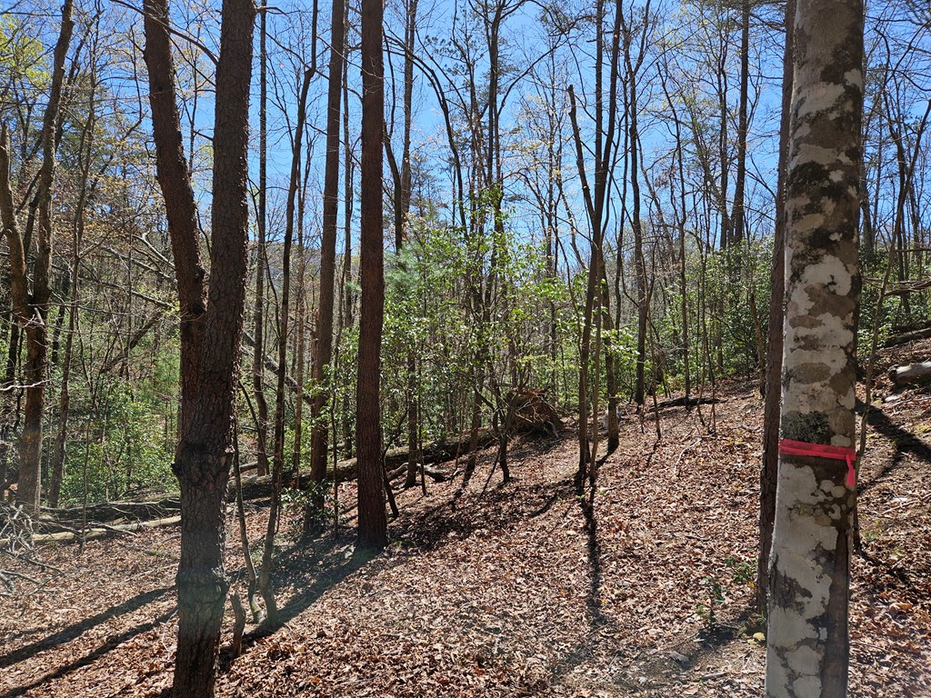 5.2 Deer Crest Road Blue Ridge, GA 30513 - Photo 35 of 66 a view of outdoor space with lots of trees