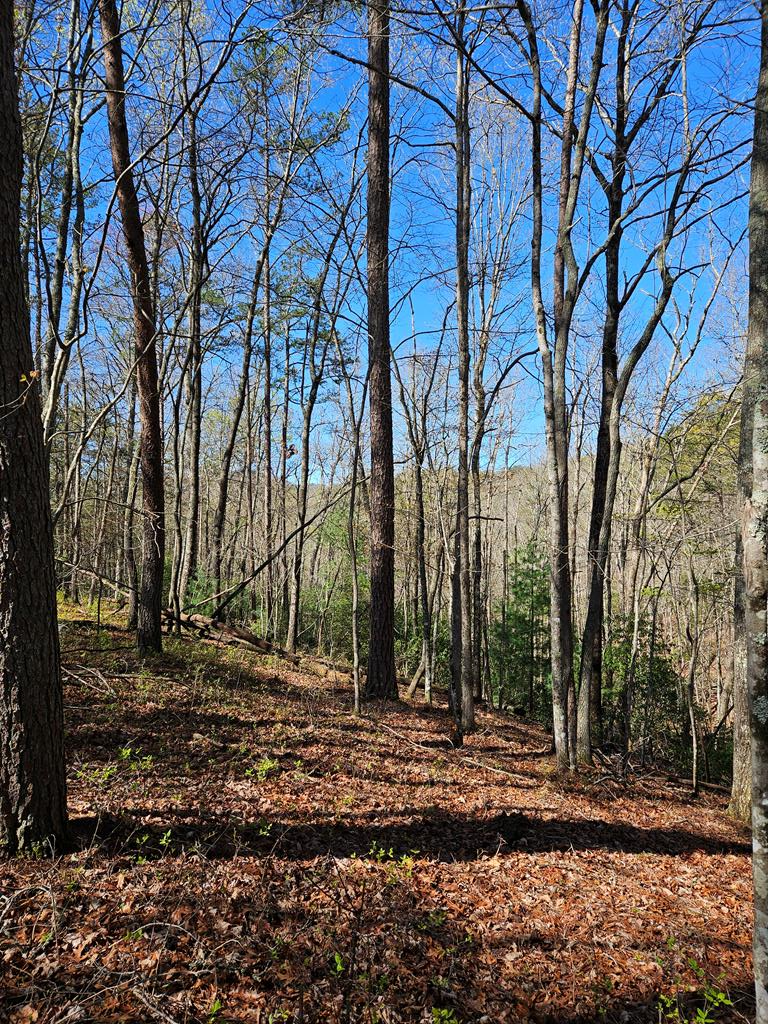 5.2 Deer Crest Road Blue Ridge, GA 30513 - Photo 42 of 66 a view of a backyard with large trees