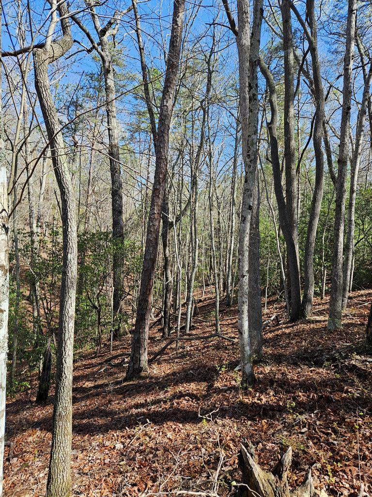 5.2 Deer Crest Road Blue Ridge, GA 30513 - Photo 46 of 66 a backyard of a house with lots of green space
