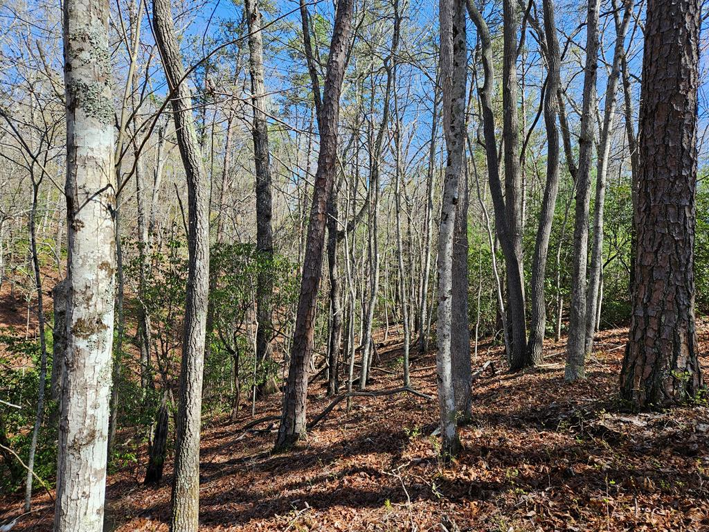 5.2 Deer Crest Road Blue Ridge, GA 30513 - Photo 47 of 66 a view of a forest filled with trees