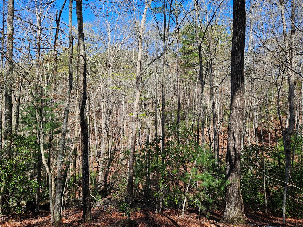 5.2 Deer Crest Road Blue Ridge, GA 30513 - Photo 48 of 66 a view of forest