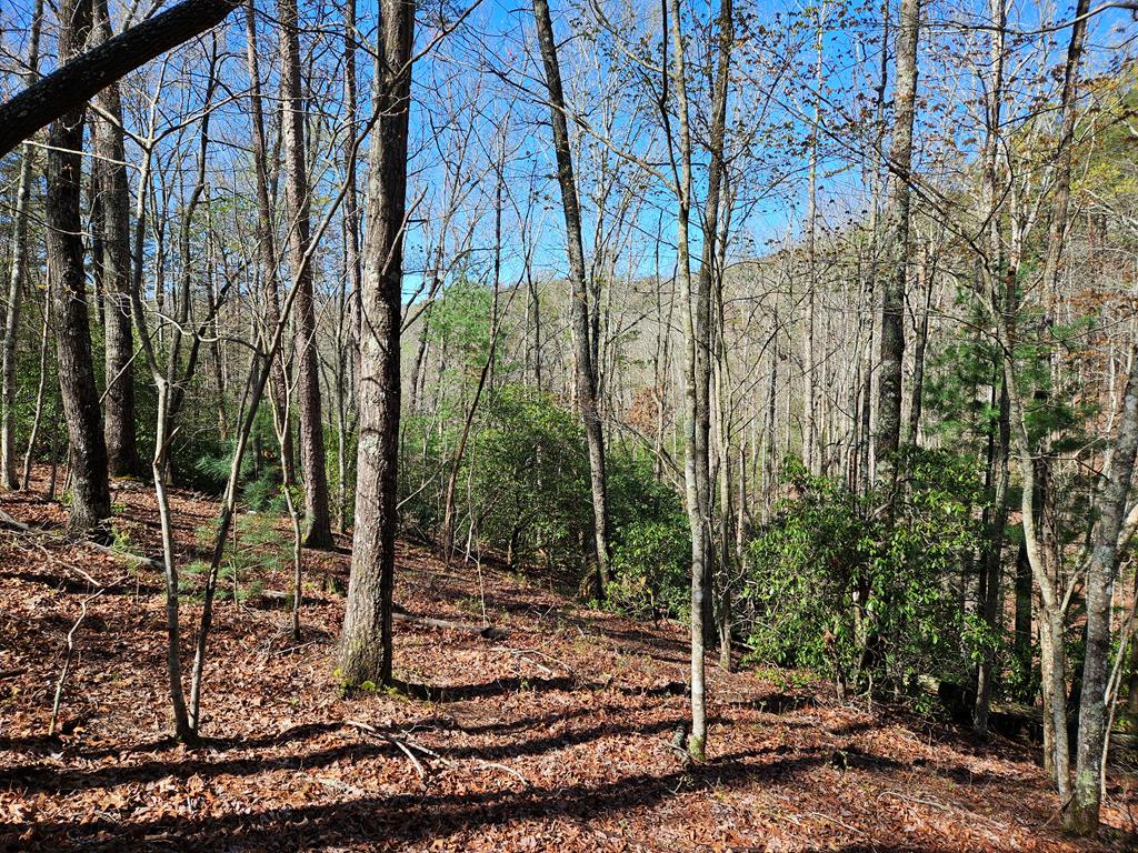 5.2 Deer Crest Road Blue Ridge, GA 30513 - Photo 49 of 66 a view of a forest filled with trees