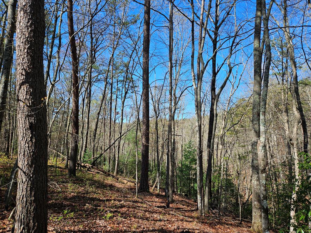 5.2 Deer Crest Road Blue Ridge, GA 30513 - Photo 53 of 66 a view of a forest