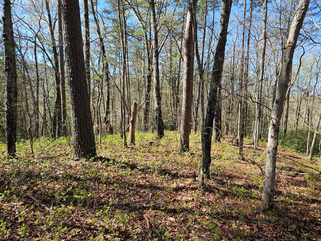 5.2 Deer Crest Road Blue Ridge, GA 30513 - Photo 55 of 66