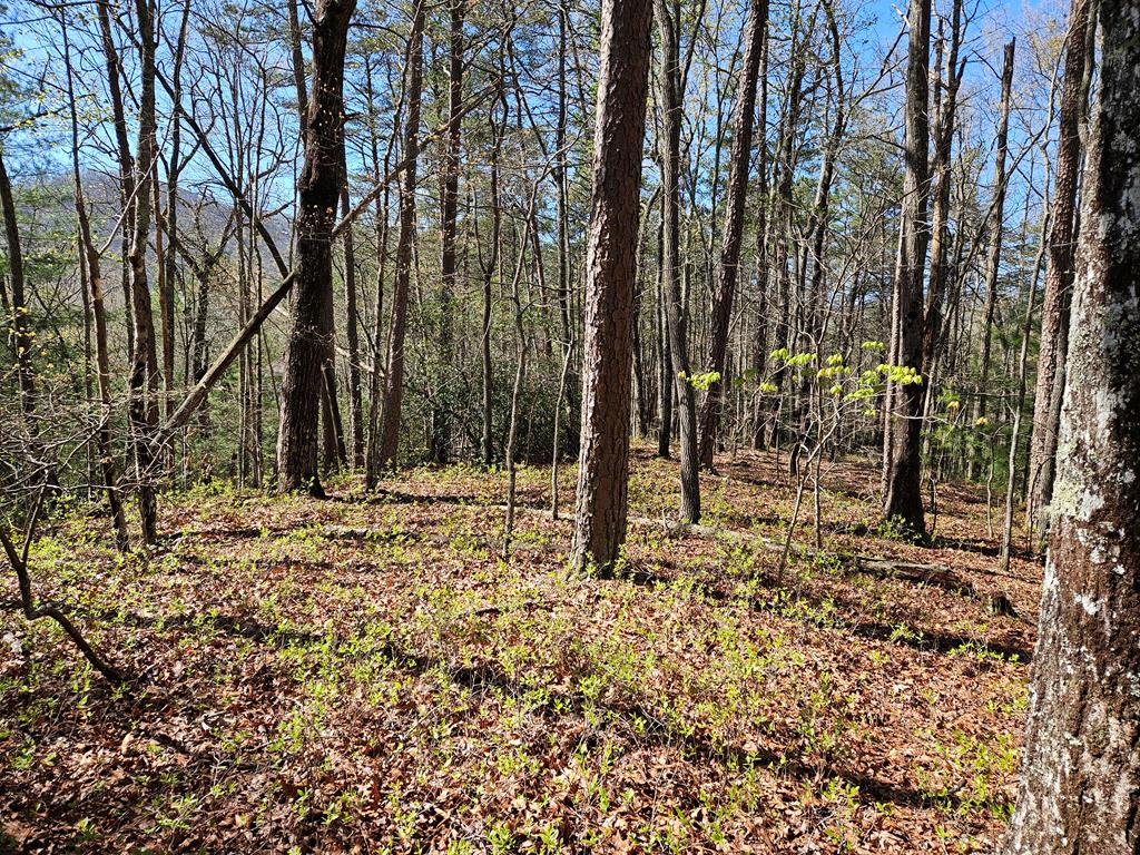 5.2 Deer Crest Road Blue Ridge, GA 30513 - Photo 59 of 66 a backyard of a house with lots of green space