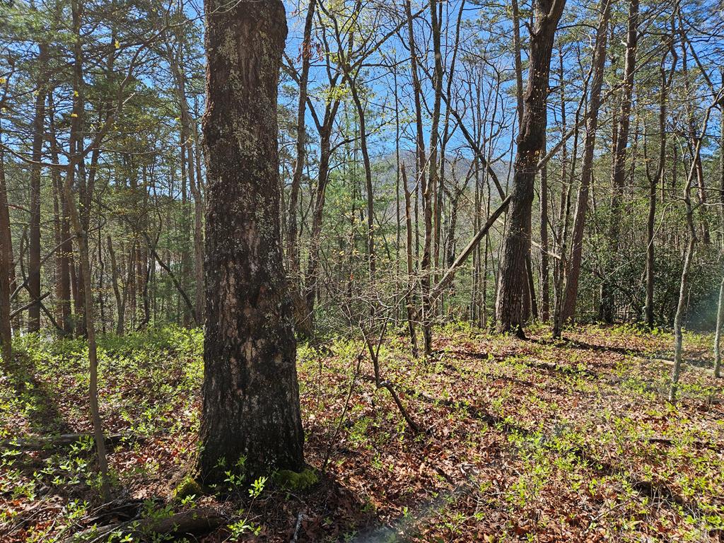 5.2 Deer Crest Road Blue Ridge, GA 30513 - Photo 60 of 66