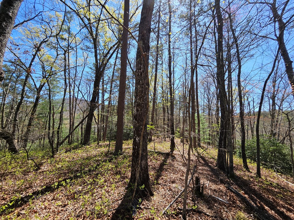 5.2 Deer Crest Road Blue Ridge, GA 30513 - Photo 6 of 66