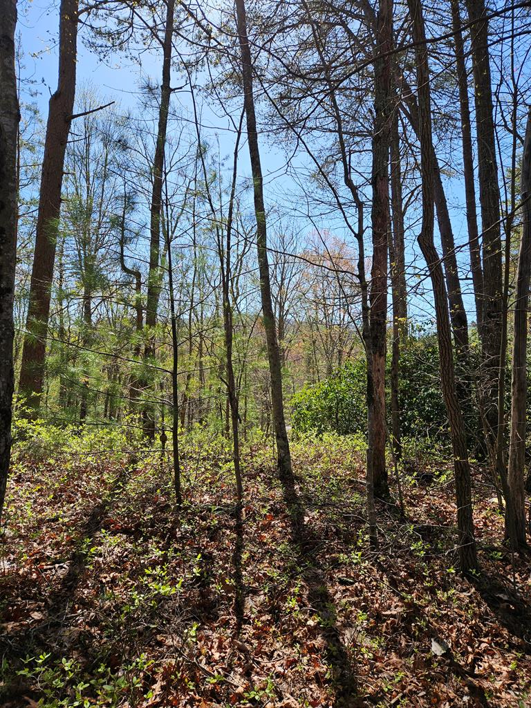 5.2 Deer Crest Road Blue Ridge, GA 30513 - Photo 61 of 66 a view of a yard