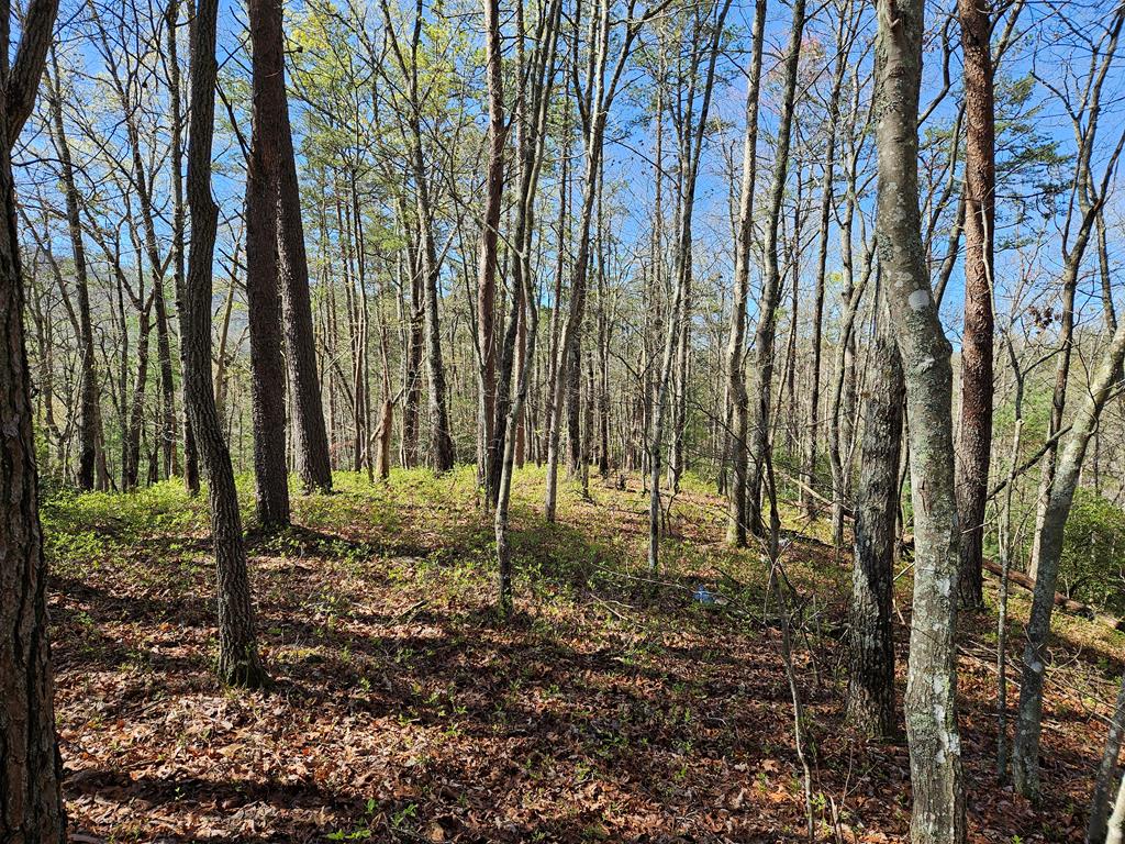 5.2 Deer Crest Road Blue Ridge, GA 30513 - Photo 64 of 66 a backyard of a house with lots of green space