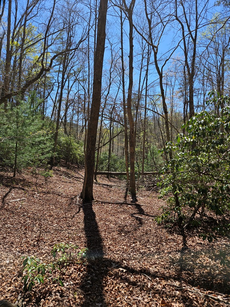 5.2 Deer Crest Road Blue Ridge, GA 30513 - Photo 7 of 66 a view of a trees with a yard