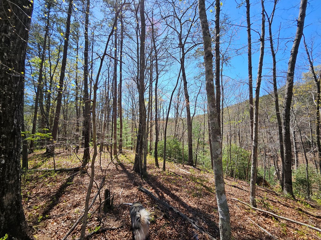 5.2 Deer Crest Road Blue Ridge, GA 30513 - Photo 8 of 66 a view of outdoor space with lots of trees