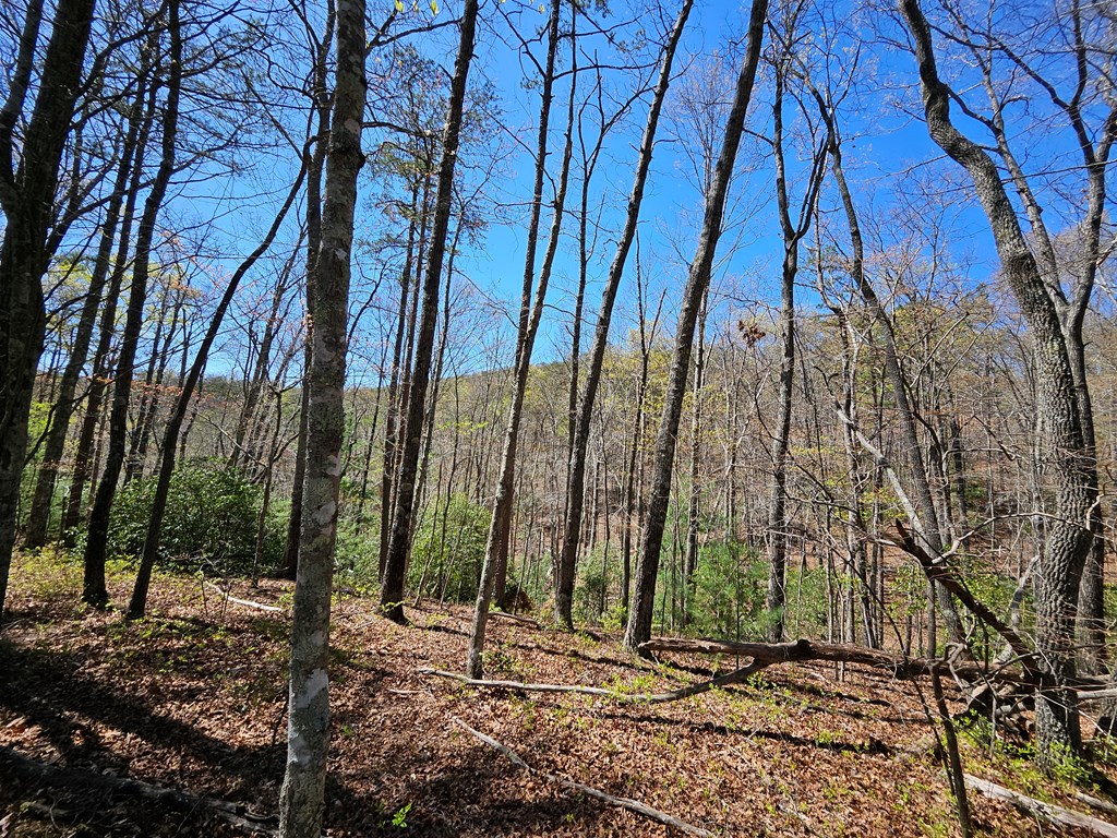 5.2 Deer Crest Road Blue Ridge, GA 30513 - Photo 9 of 66 a view of a yard with a tree