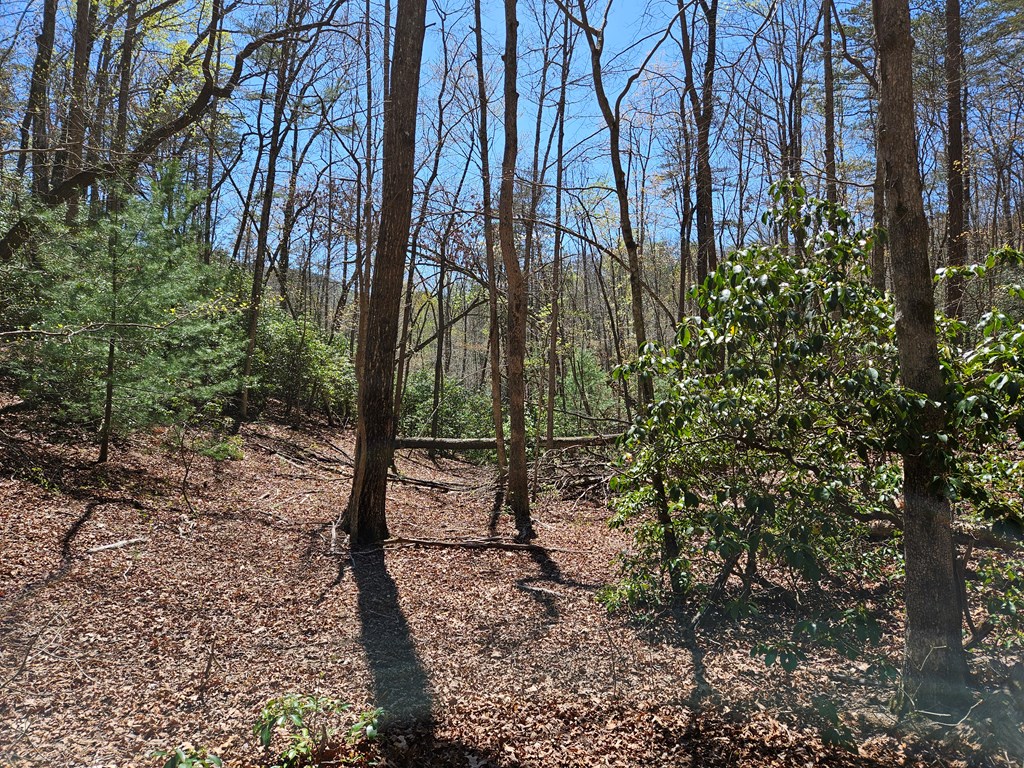 5.2 Deer Crest Road Blue Ridge, GA 30513 - Photo 10 of 66 a view of a forest with trees