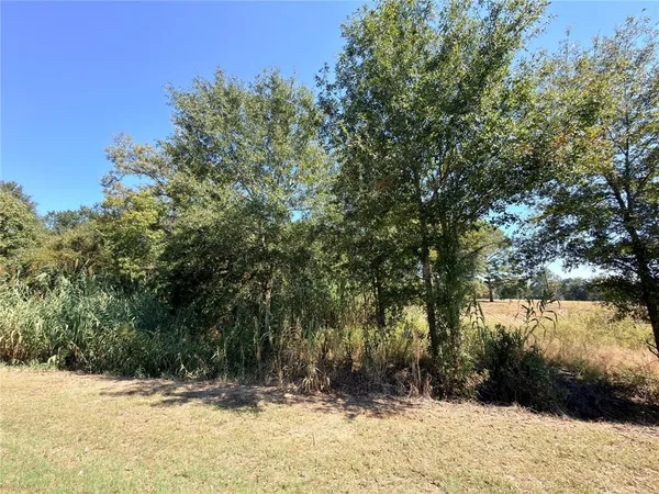 a view of large tree