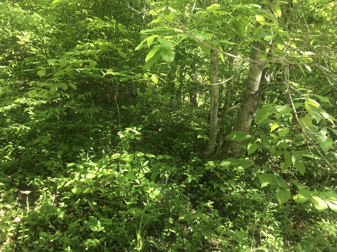 0 Aden Road Olive Hill, KY 41164 - Photo 14 of 17 4D30964E-13F7-49A0-A313-F79D043EBB33
