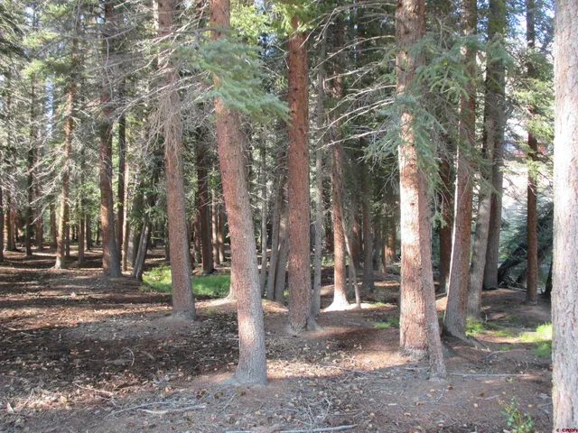 a view of a tree in the middle of a yard
