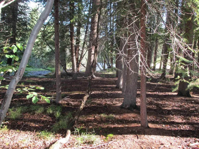 a view of a yard with trees