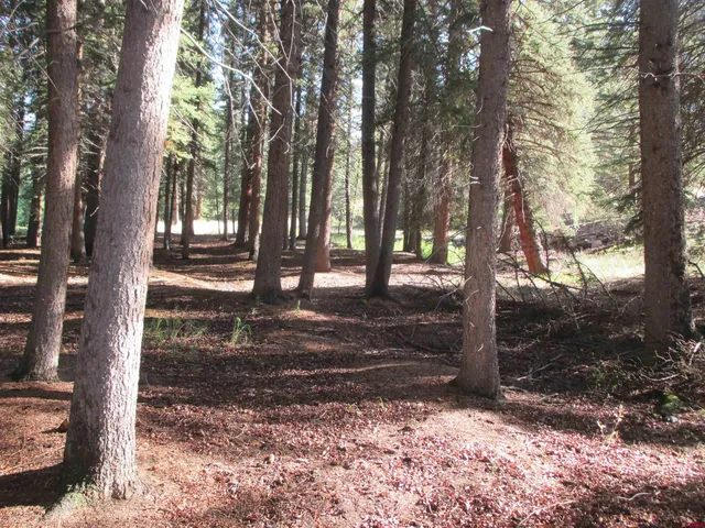 a view of a yard with tree s