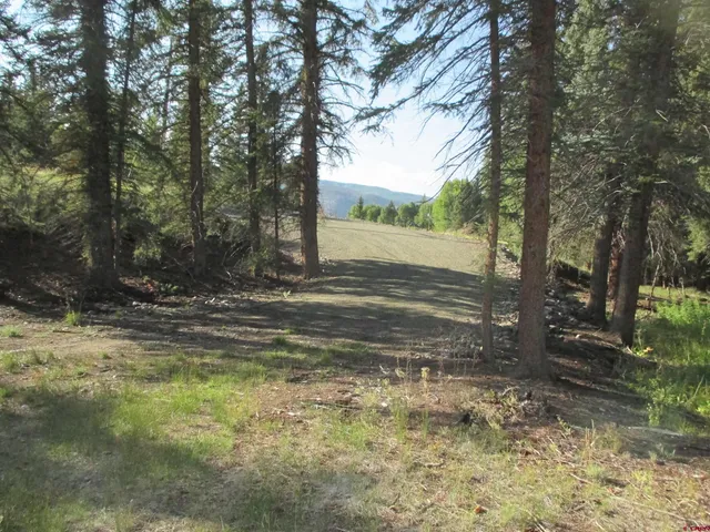 a view of a yard with large trees