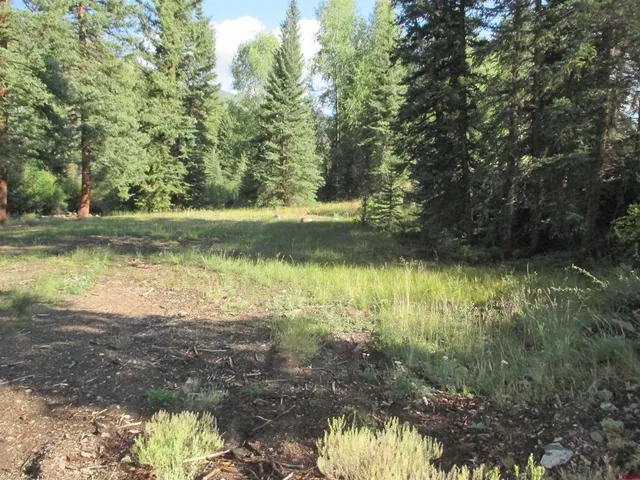 a view of a yard with trees