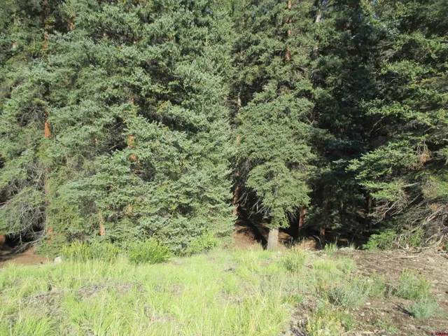 a view of a yard with plants and trees