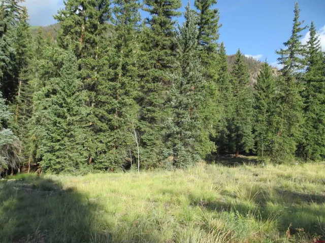 a view of a lush green forest