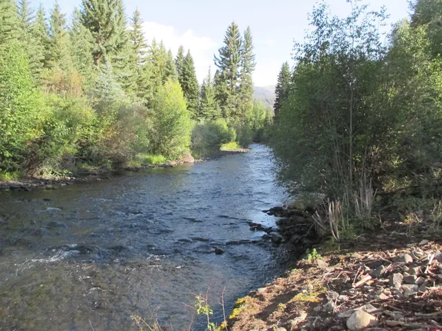 a view of a forest with trees in the background
