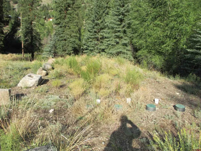 a view of a yard with plants