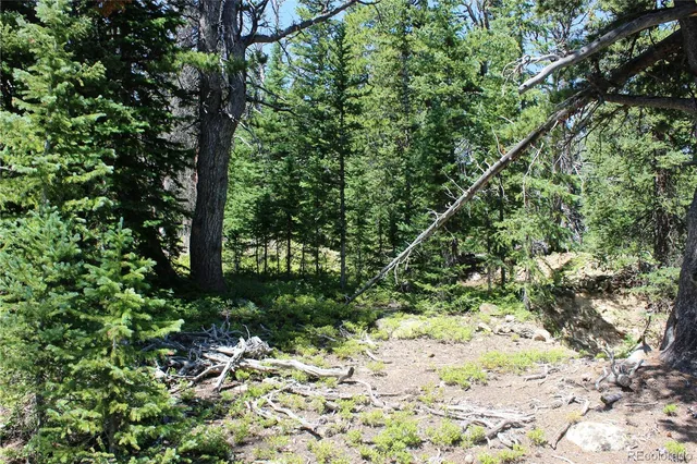a view of a yard with plants and large trees